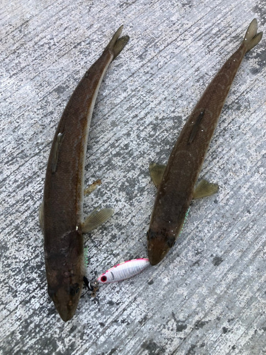 lizardfish.jpg