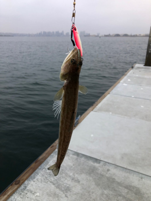 fish2.jpg