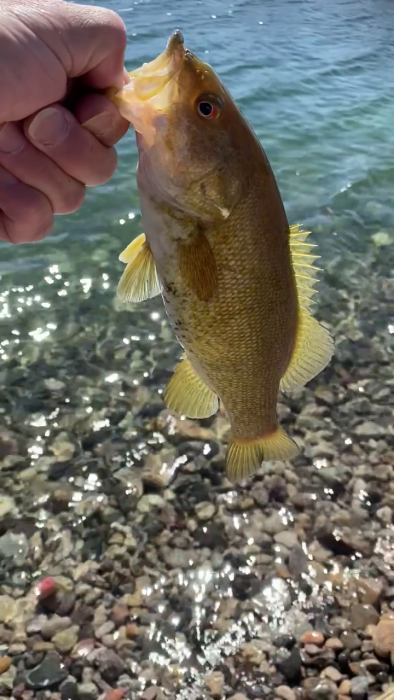 fish1.png