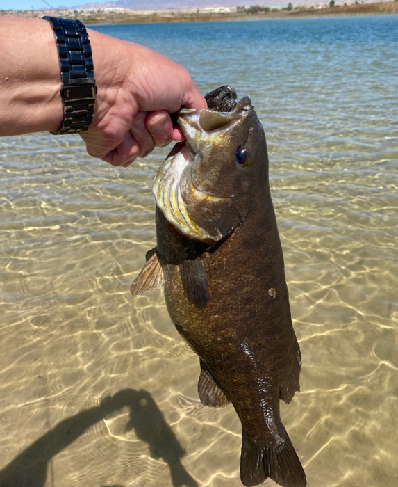 fish2.png