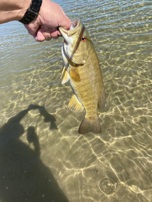 fish3.png