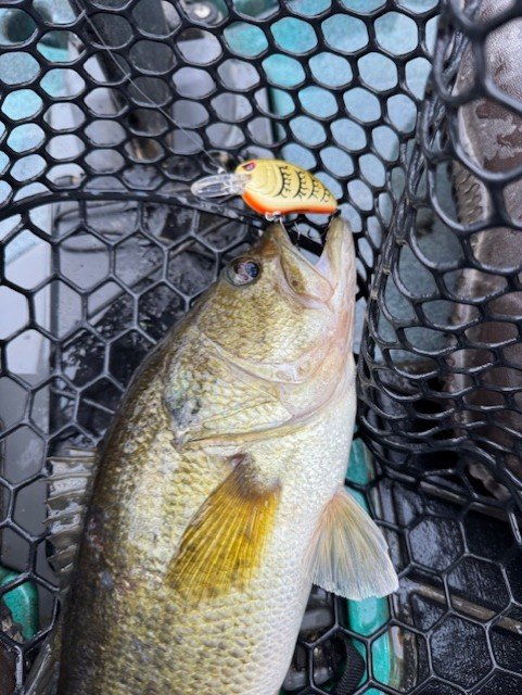 The crankbait of choice for me today. Shad didn't work.