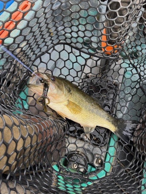 Fish caught on lizard