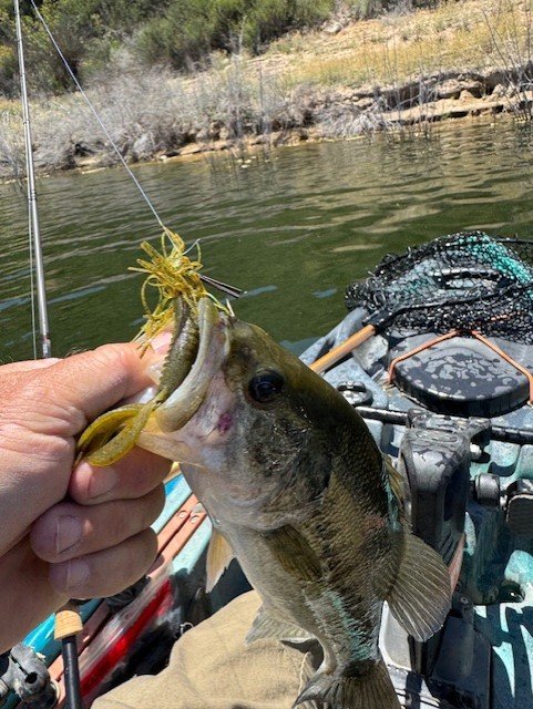 Bitsy bug and a smaller fish