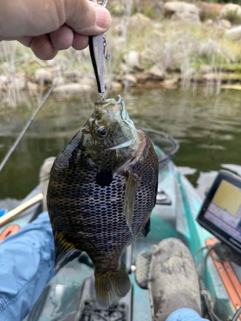 Angry bluegill fought like a larger bass