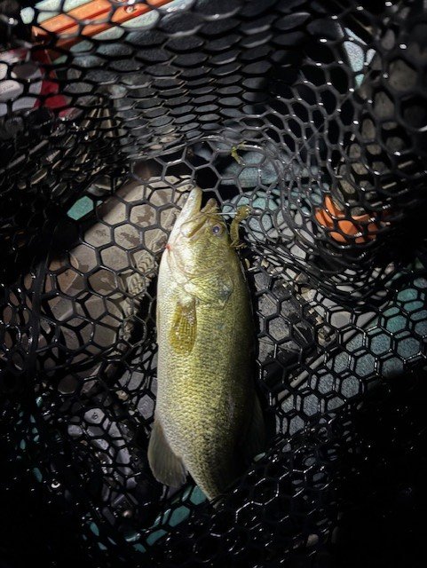First fish in the dark, with a lizard.