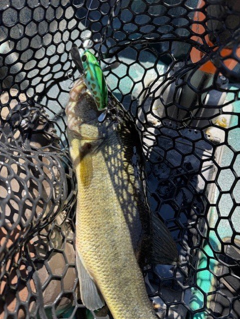 Oh, yeah, crawler fish too. Love the pompadour.