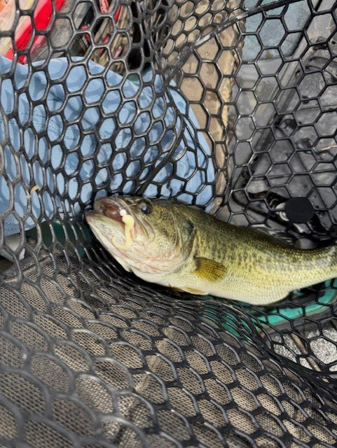 And when I caught these guys, it was fun on the ultralight
