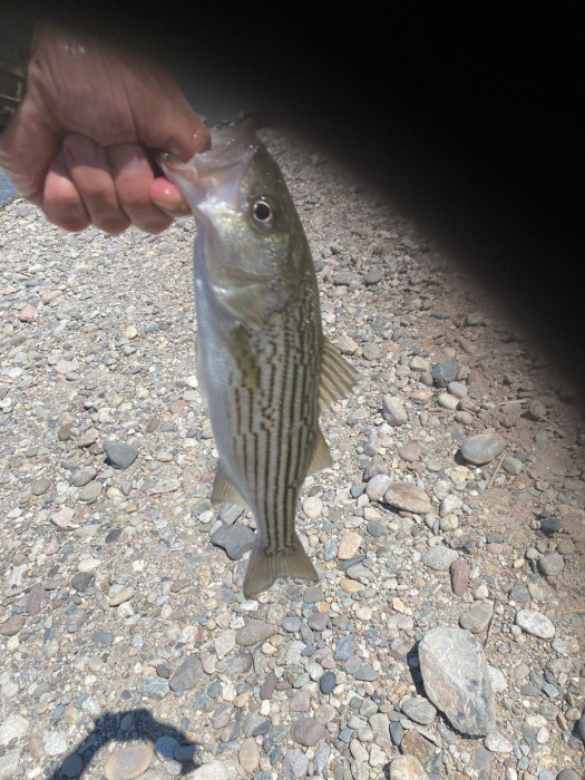 feesh.jpg