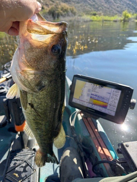 Many decent fish yesterday.