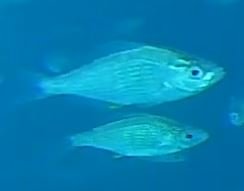 250618 Scripps pier live cam 2 perch.JPG