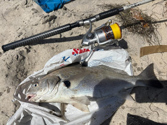 Croaker.jpg