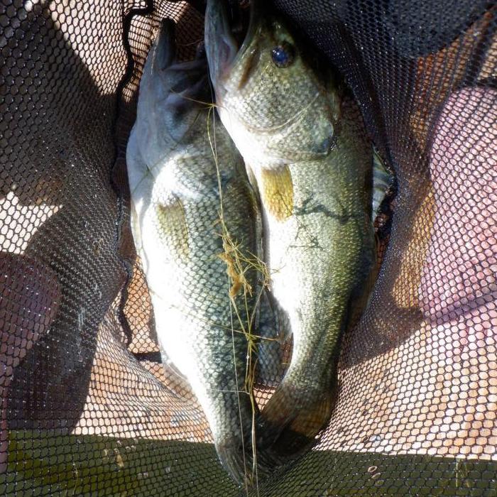 one followed the other bait fell out dropped back in water fish on