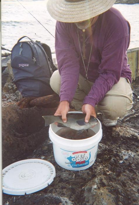 060500 cbad opaleye.jpg