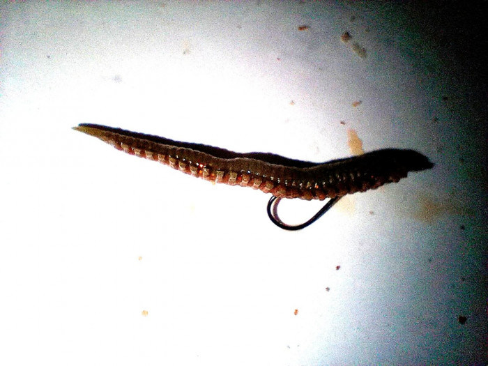 Gulp sandworm rigged.jpg
