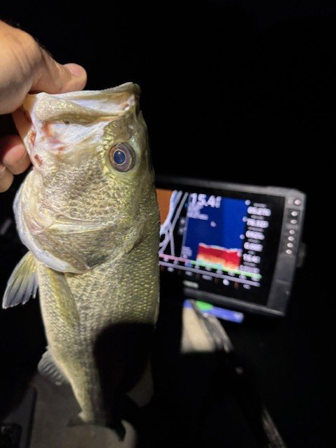 Love catching fish in the dark
