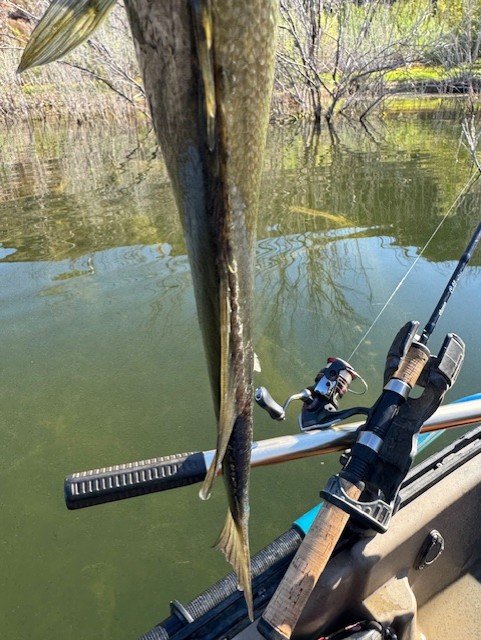 This fish needs a meal