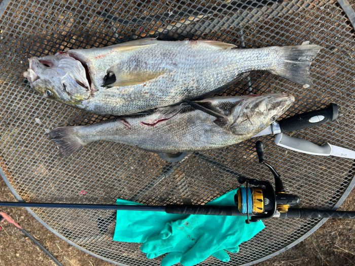 Halibut bite.jpg