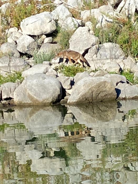 Hanging with the wild life.