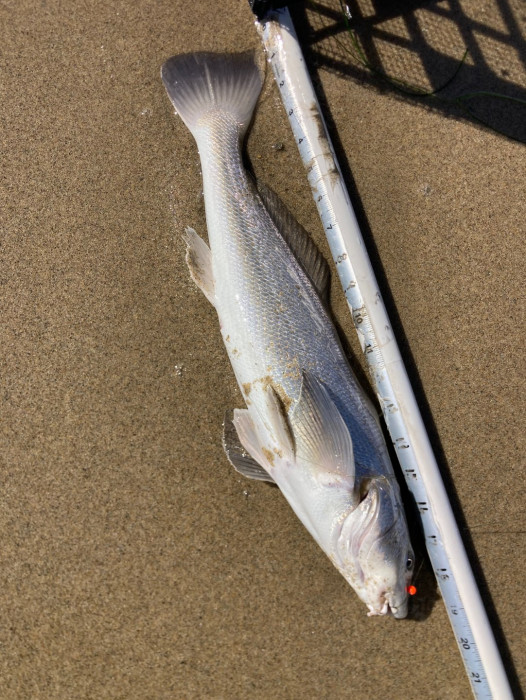 North Redondo Corbina 5 Oct 2025.JPG