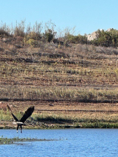 Bald Eagle was fishing too