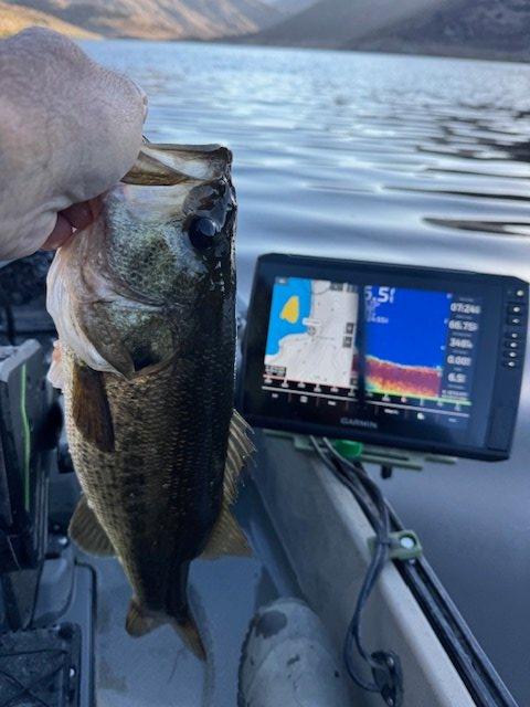 These fish look so healthy.