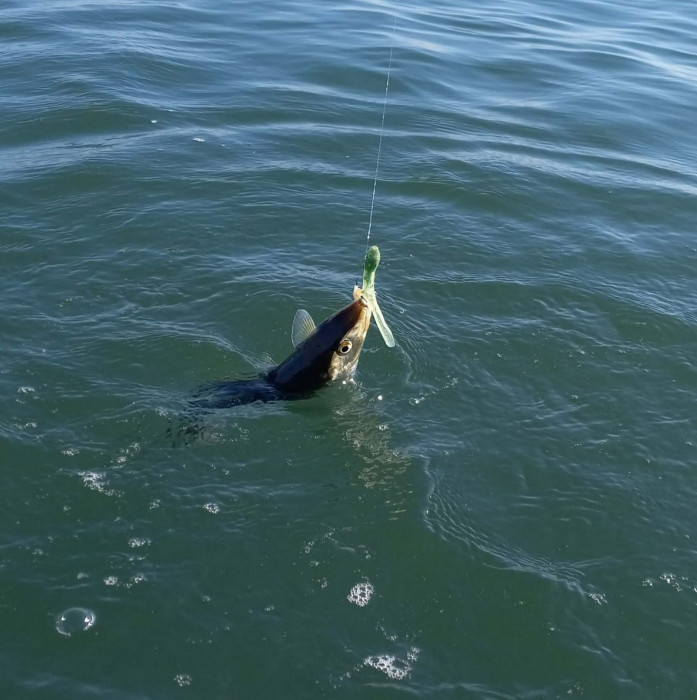 251104 bonefish scorcherz.jpg