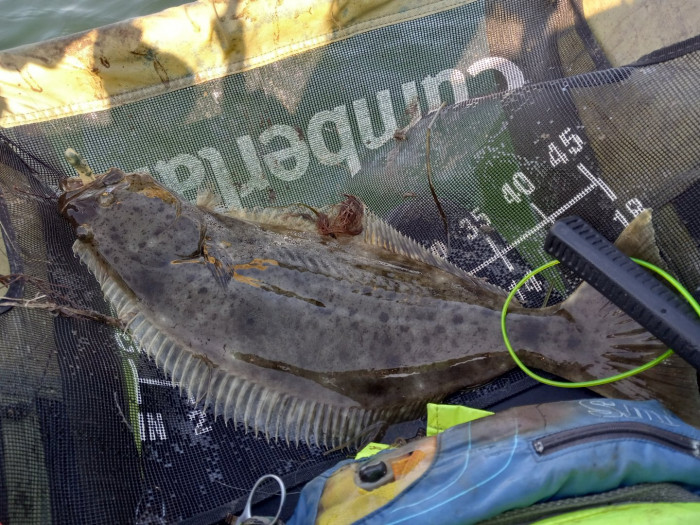 251104 halibutscorcherz.jpg