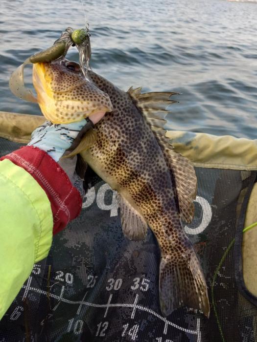 251109 sobay sbb chatterbait.jpg