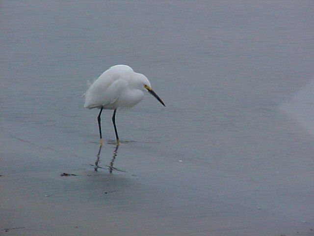 051231 MB egret.JPG