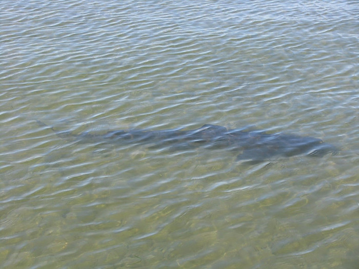 111226 SDB cruising leo.JPG