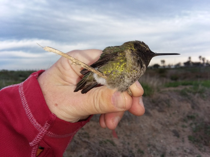 220129 25 bird on perch.jpg