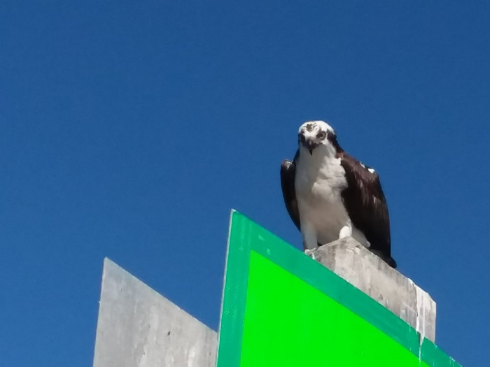 230127 Osprey glare.jpg