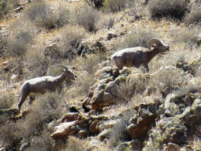 150816 2 goat zoom 262.jpg