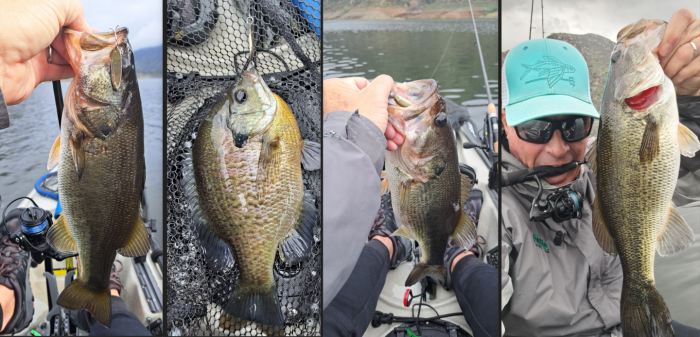 El Capitan Kayak Collage 2026-01-24 .png