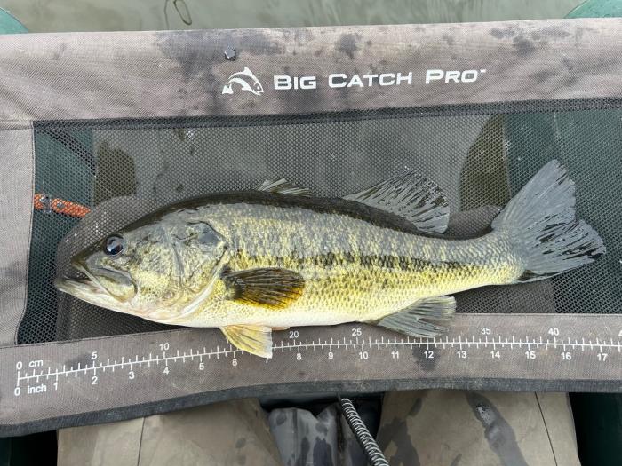 2 something lbs. Still a beauty!