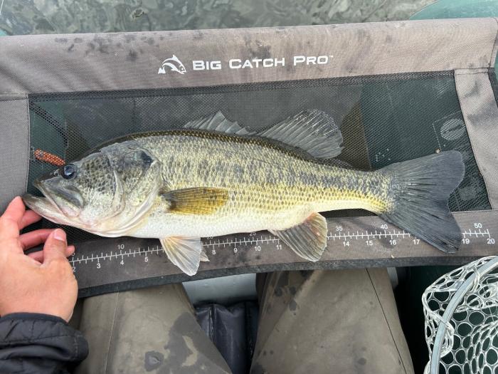 3lbs 9oz