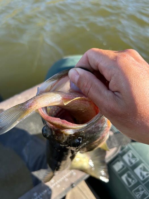 Saved this 4 pounder I found floating belly up. First time seeing this in person!