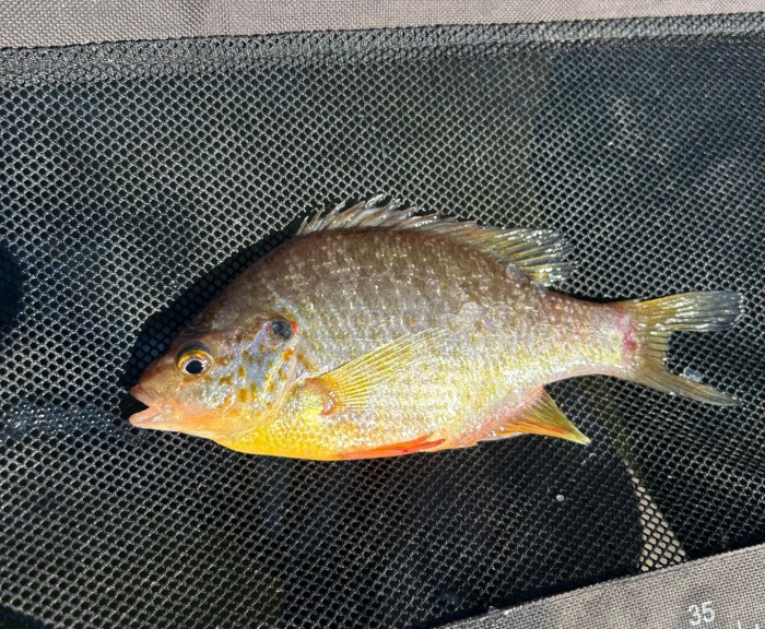 Match the hatch swimbait guys!