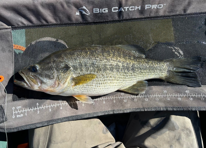 Comically fat and football shaped 3 pounder