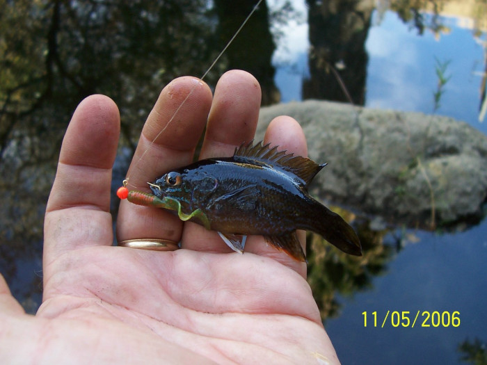 11-05-06 Fishhand.jpg