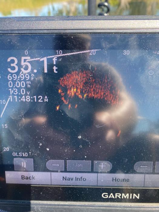 Bright orange spots are bass