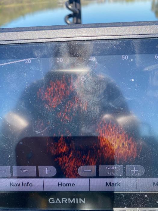 Bass are inside the bait ball