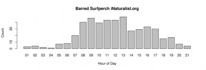 Barred Surfperch.jpeg