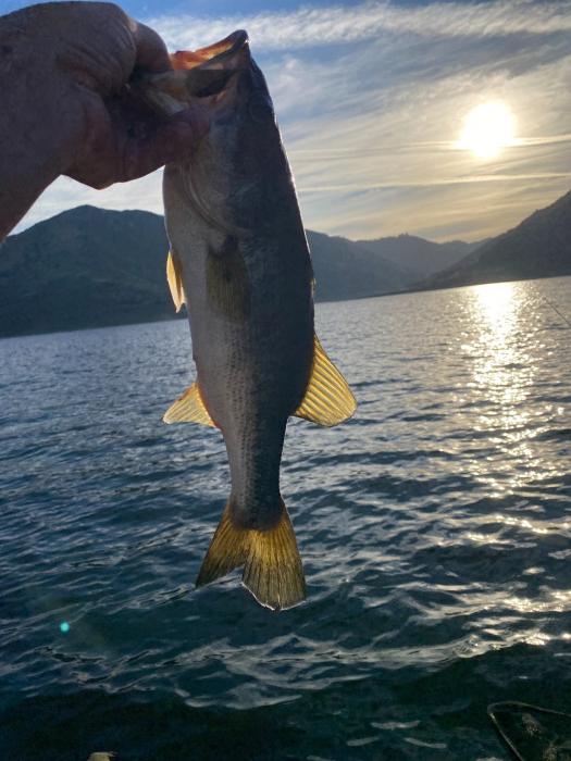 Second to last fish, I caught last one at the launch.