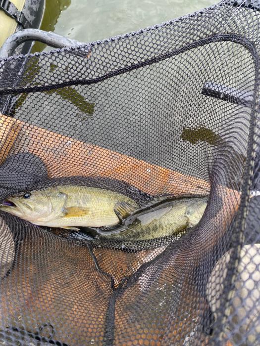 After netting I would throw out another line and this happened a few times.