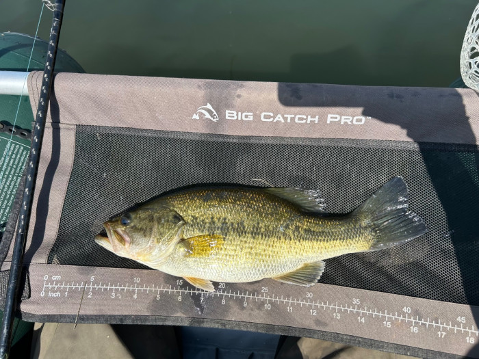 Possibly my roundest bass to date