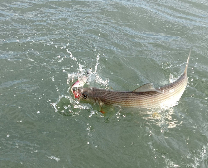 260423 bonefish thrash.jpg