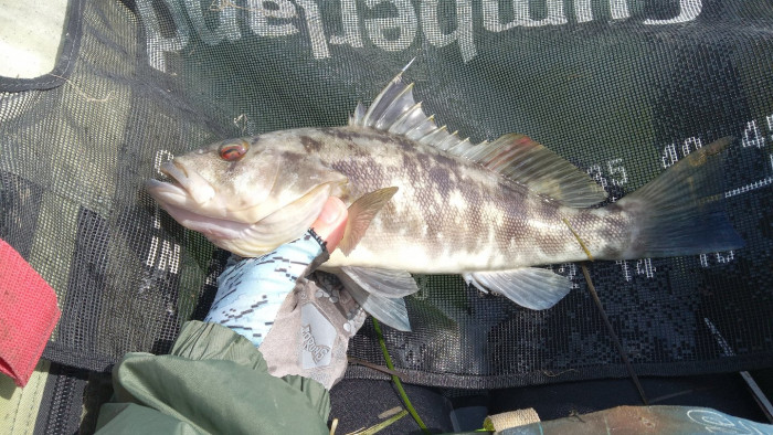 260423 camo sand bass.jpg