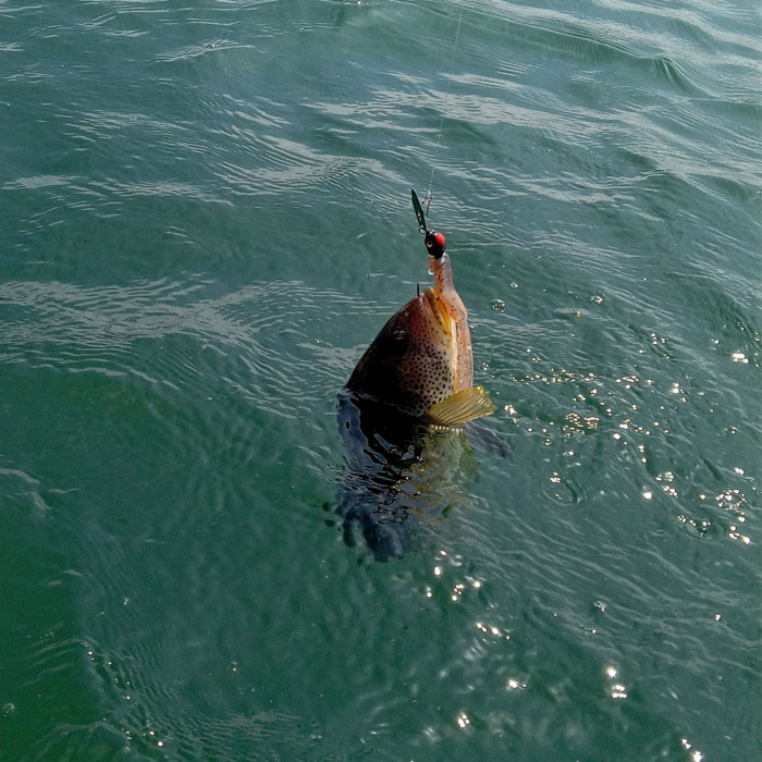 250601 sbb in water chatterbait 2.jpg